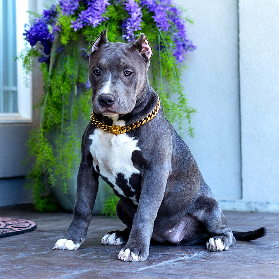 Available XXL Black tri american bully puppy for sale with huge muscles